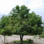 Neem