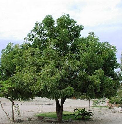 Neem